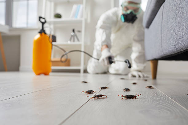 Affordable Termite Control solutions in Union, NJ